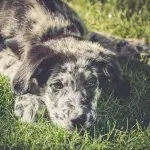 Australian Shepherd Mix