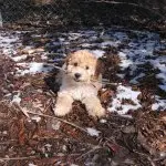 Bichon Poo With Toy