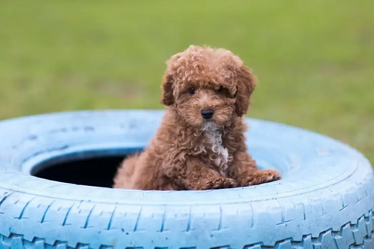 how long do bichon poodle dogs live