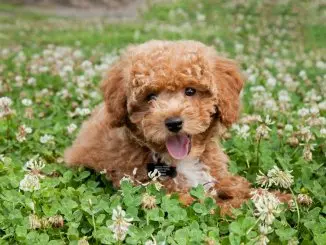 Bichon Poodle The Perfect Teddy Bear Mix? Banner