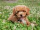 Bichon Poodle The Perfect Teddy Bear Mix? Banner