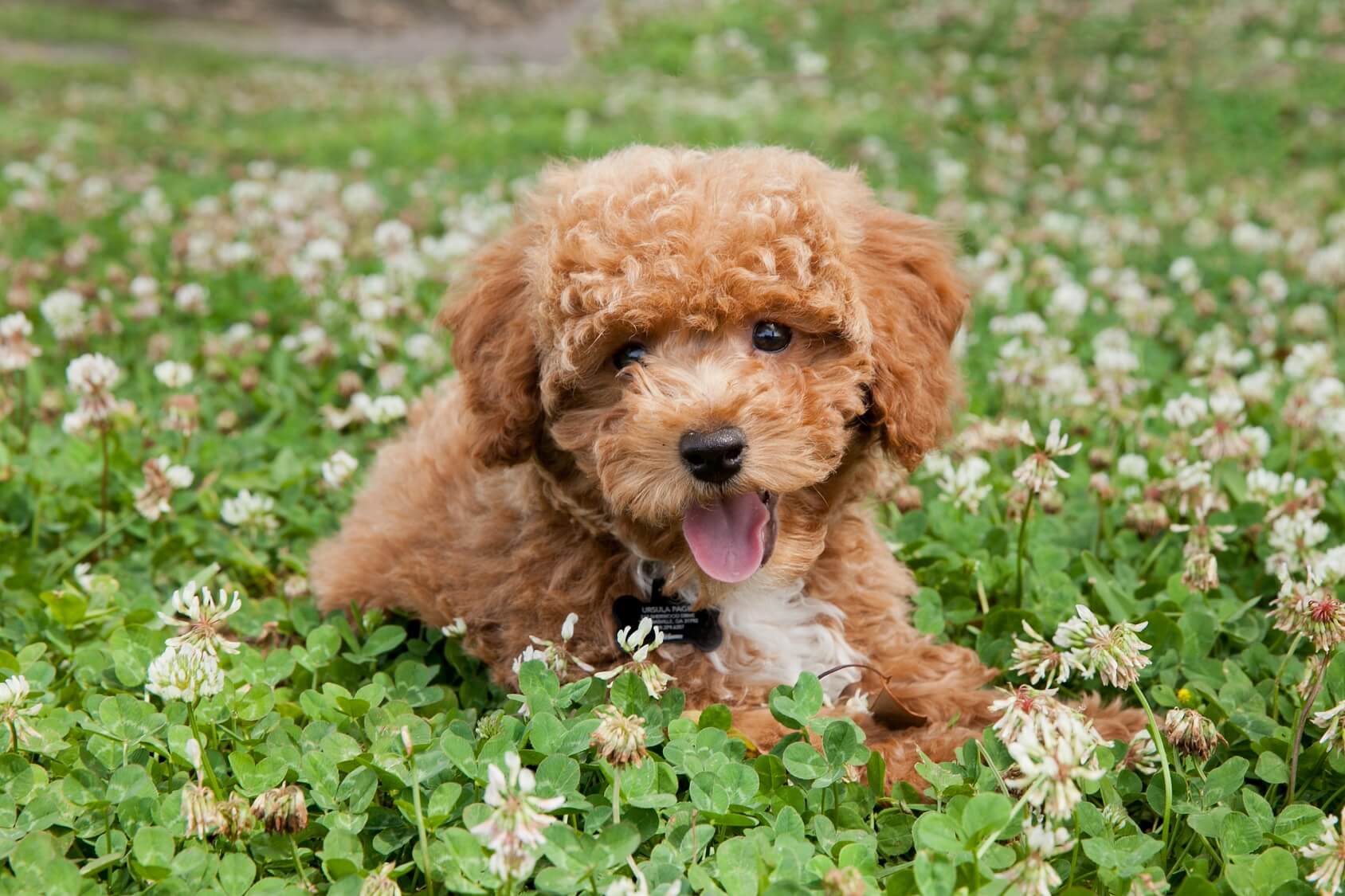 how long do bichon poodle dogs live