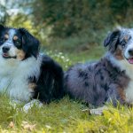 Blue Merle Mini Australian Shepherd