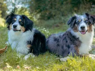 Blue Merle Mini Australian Shepherd