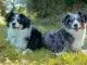 Blue Merle Mini Australian Shepherd