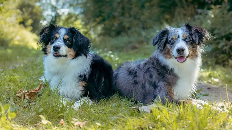 full grown toy australian shepherds