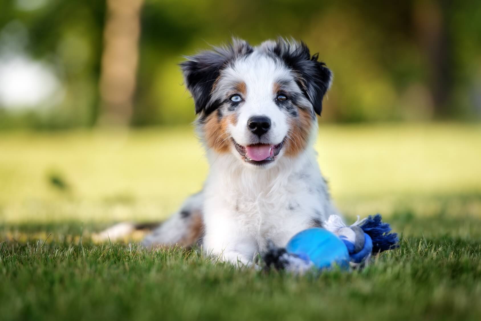 Blue Merle Mini Aussie Puppies