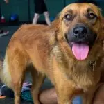German Shepherd Mix