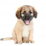 German Shepherd Puppy