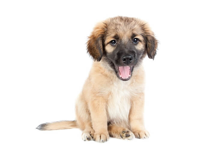Golden Shepherd Breed Info 4 Reasons To Own This Dog Perfect Dog Breeds