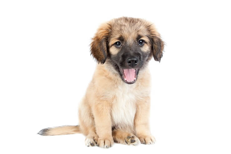 shepherd retriever puppy