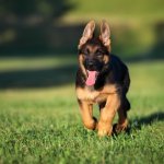 German Shepherd Puppy