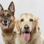 German Shepherd and a Golden Retriever