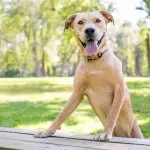 Golden Retriever Pitbull Mix Dog Breed Information and Owner’s Guide Cover