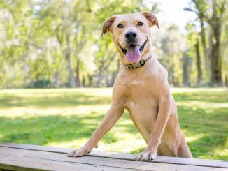 Golden Retriever Pitbull Mix Dog Breed Information and Owner’s Guide Cover