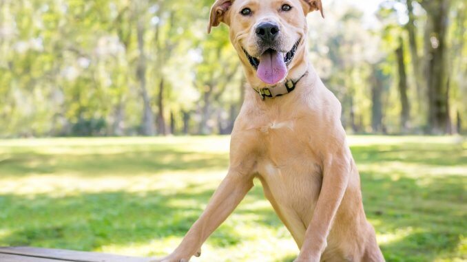 Golden Retriever Pitbull Mix Dog Breed Information and Owner’s Guide Cover