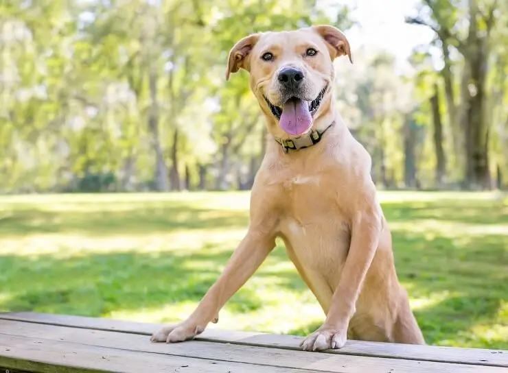 Golden Retriever Pitbull Mix Playing