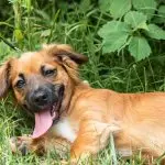 Golden Shepherd