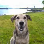 Golden Shepherd On Walk