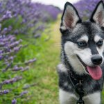 Klee Kai Dog