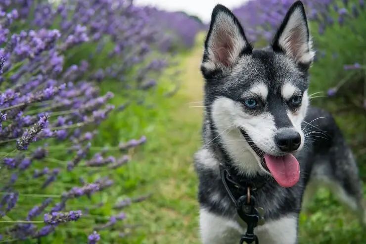 alaskan klee kai german shepherd mix