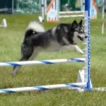 Klee Kai Exercise