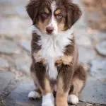 Mini Aussie