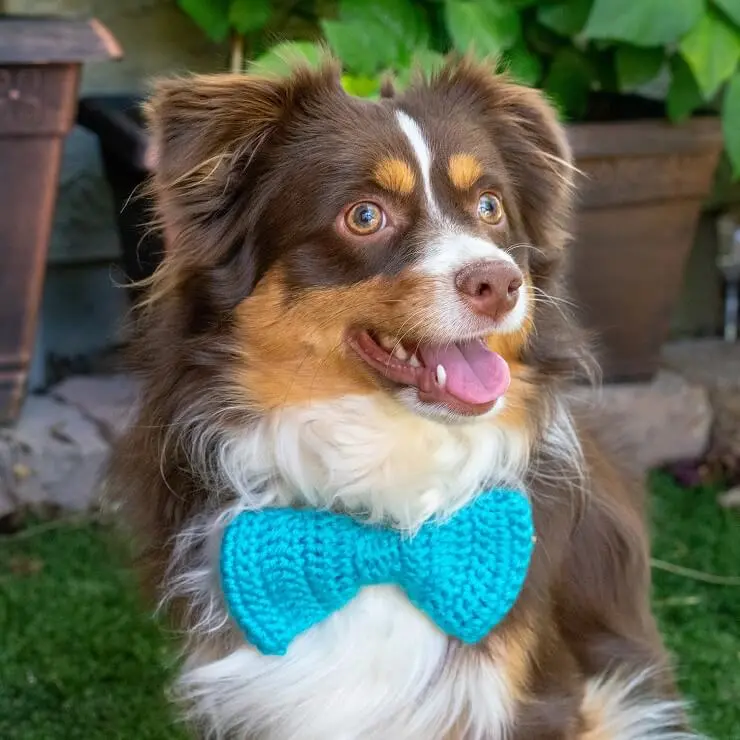 mini aussie pomeranian