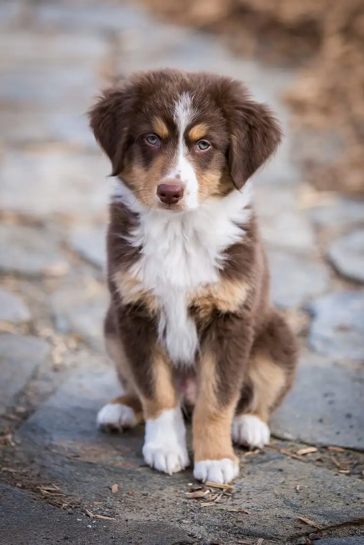 mini aussie puppies