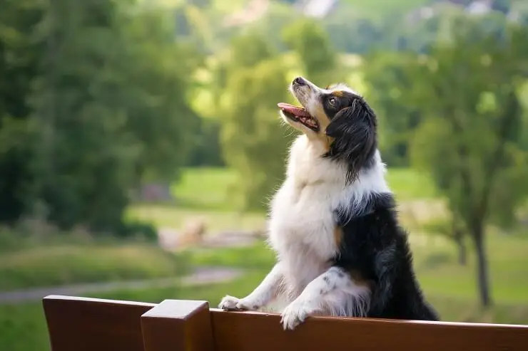 Mini Australian Shepherd