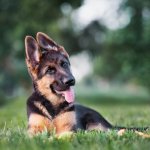 Miniature GSD