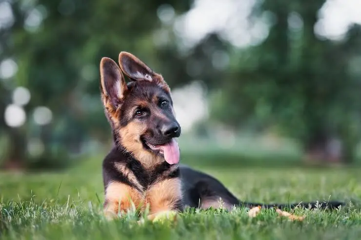 Is There Such A Thing As A Miniature German Shepherd? Exploring The ...