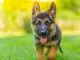 Miniature German Shepherd 11 Pocket Sized Facts You Need To Know Cover