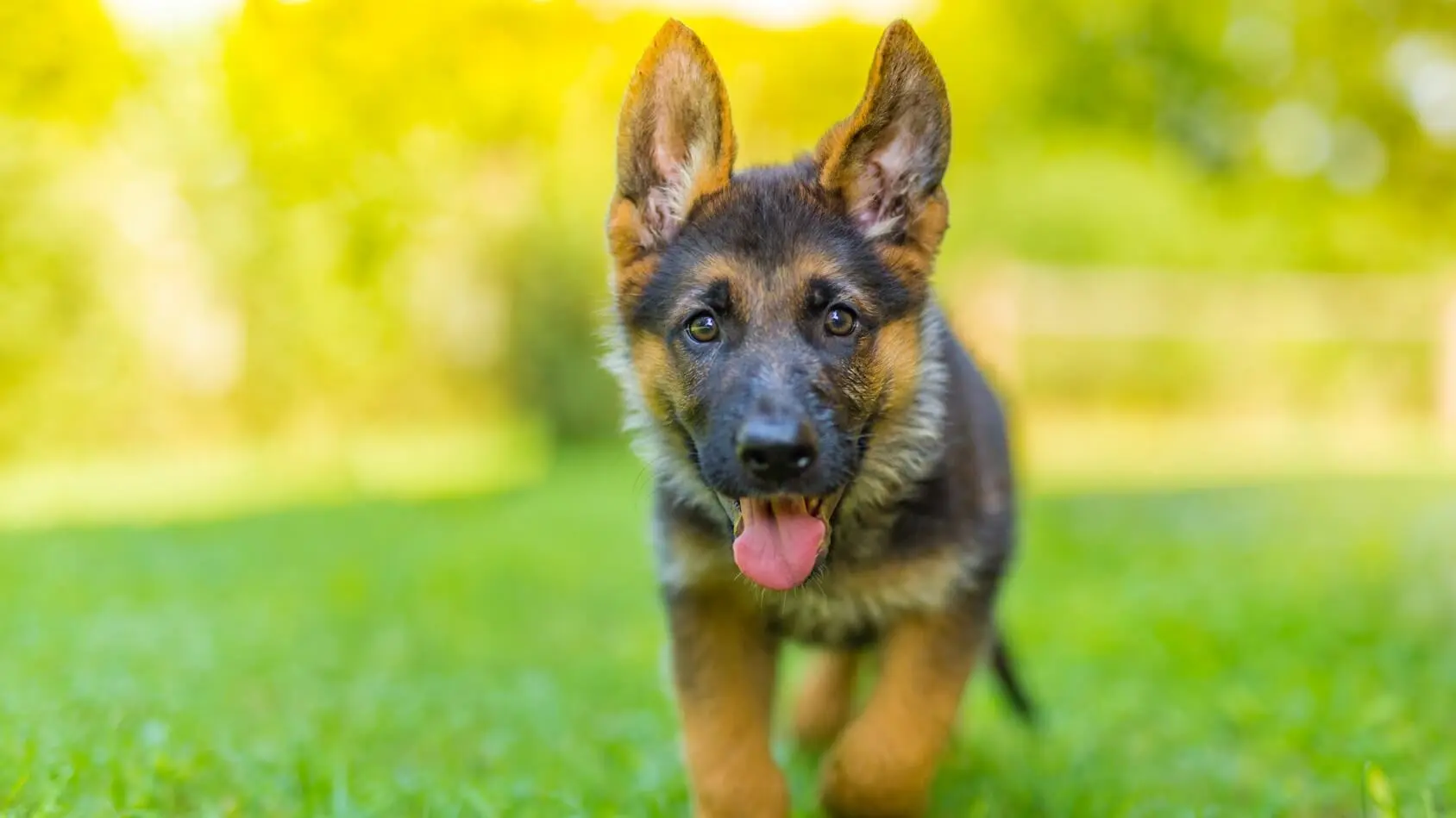 How long do german shepherd dogs live for
