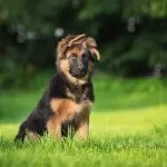 Miniature German Shepherd