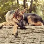 Miniature German Shepherd At A Park