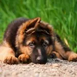 Miniature German Shepherd Lying Down