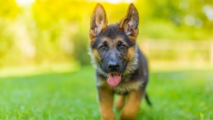 small german shepherd