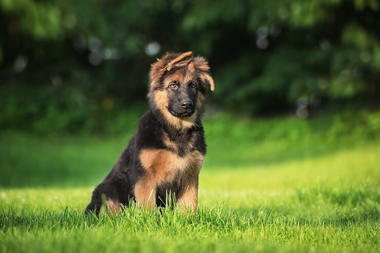 Are There Miniature German Shepherd Dogs