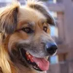 Mixed Golden Shepherd