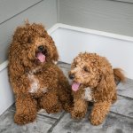 Pair of Bichon Poodles