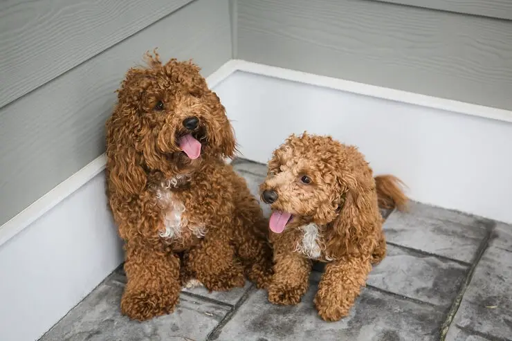 Bichon Frise Poodle Mix