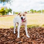 Pitbull Lab Mix