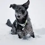 Puppy Lab Mix