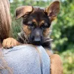 Puppy Mini German Shepherd