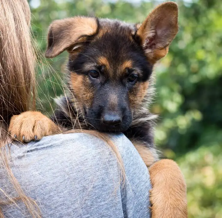 Smallest German Shepherd In The World