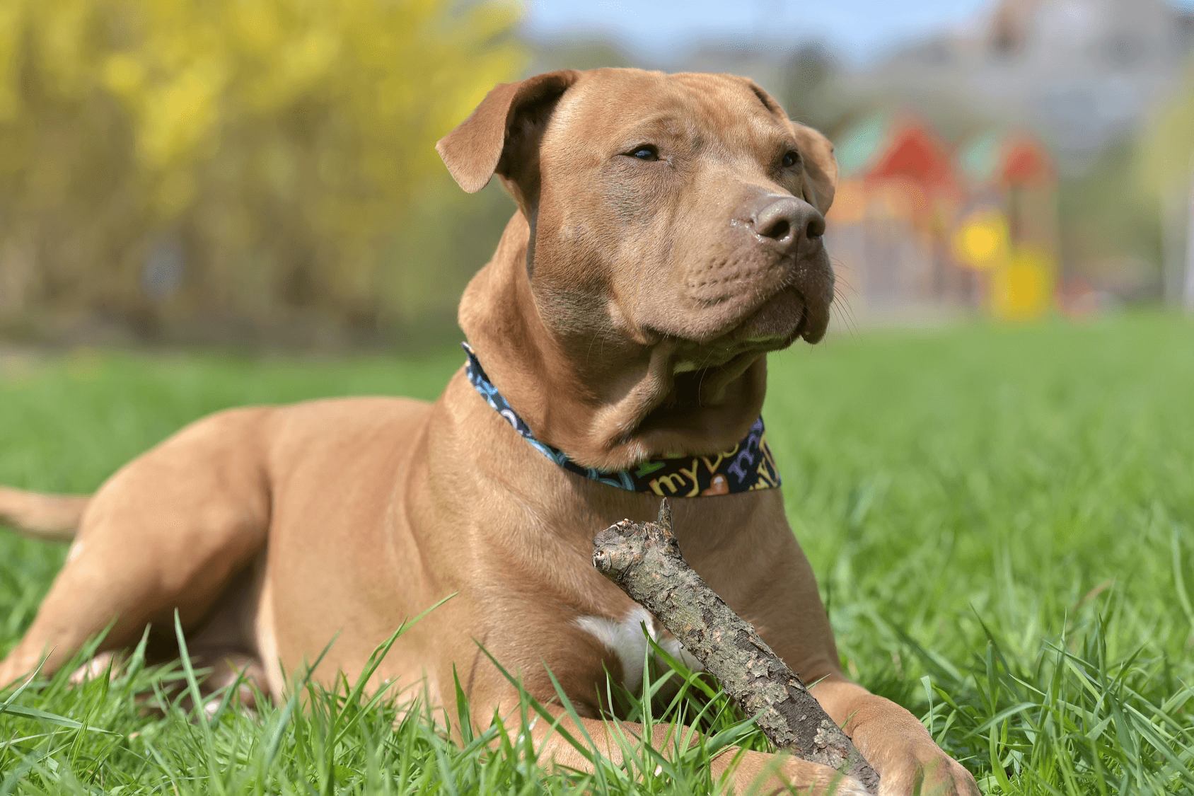 red and blue pitbull puppies