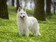 Ultimate White German Shepherd Care Guide 6 Must Know Tips Cover