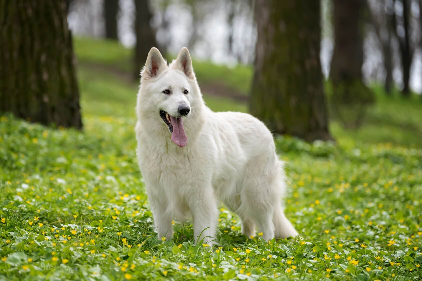 Ultimate White German Shepherd Care Guide: 6 Must Know Tips - Perfect Dog  Breeds
