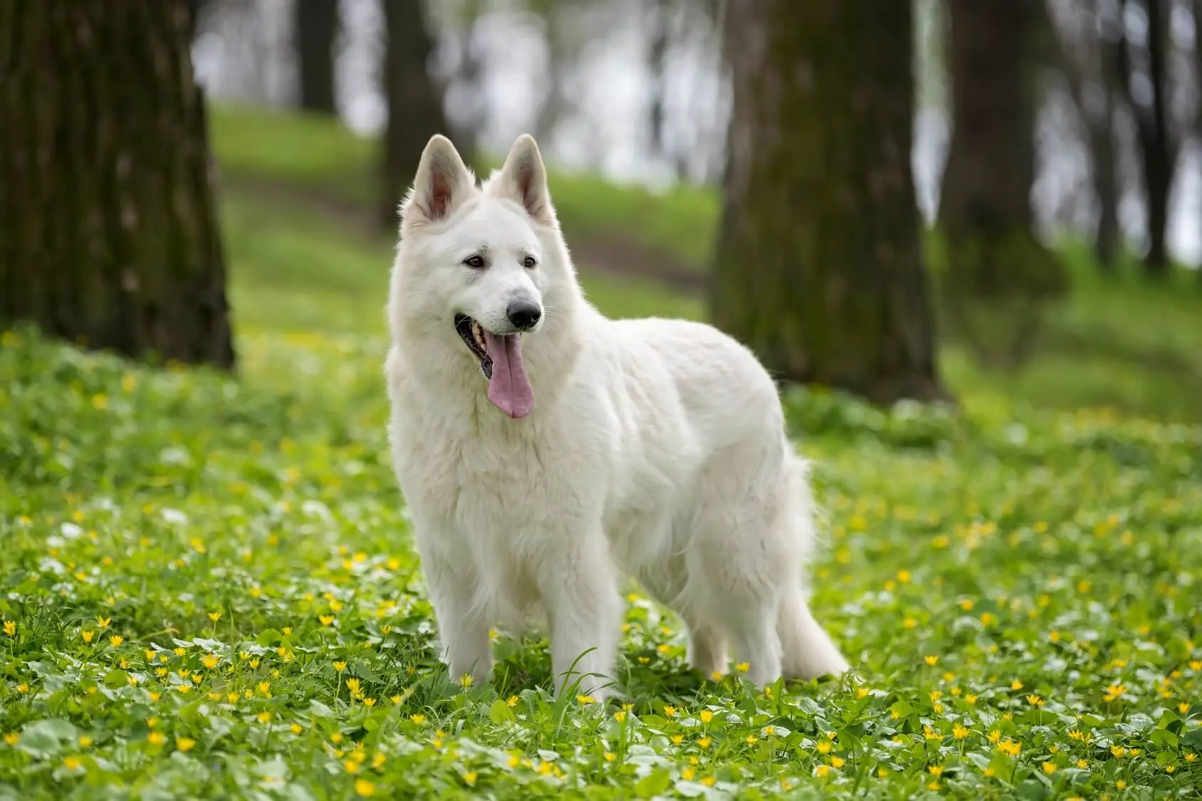 white coat german shepherd